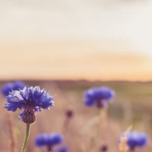 fleurs_carre